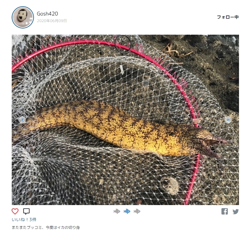 釣りドコ 釣りドコ